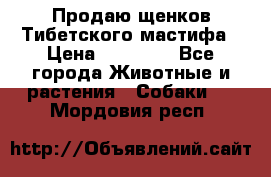 Продаю щенков Тибетского мастифа › Цена ­ 45 000 - Все города Животные и растения » Собаки   . Мордовия респ.